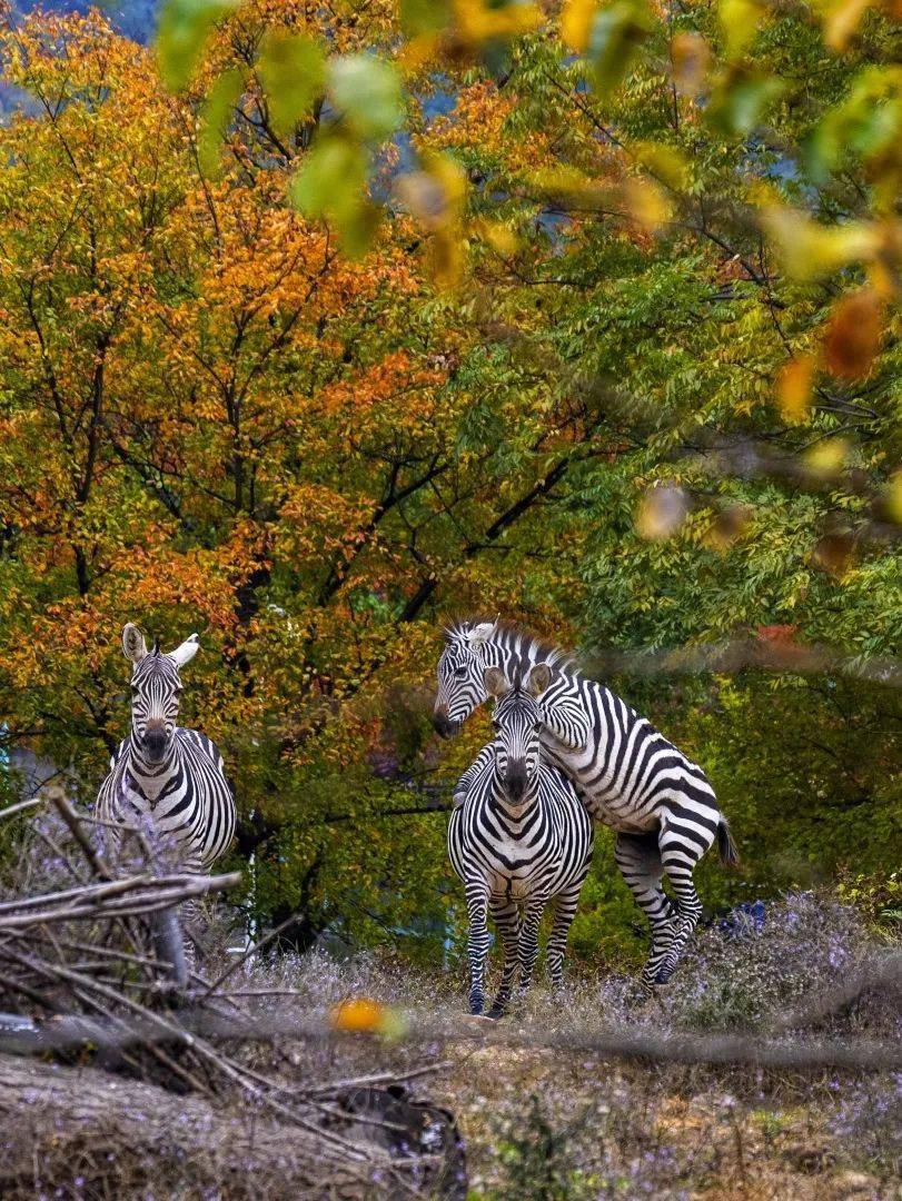 初冬来无锡动物园邂逅这美景