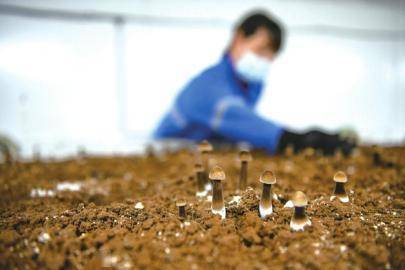 打造智慧农业园区促进食用菌产业快速发展