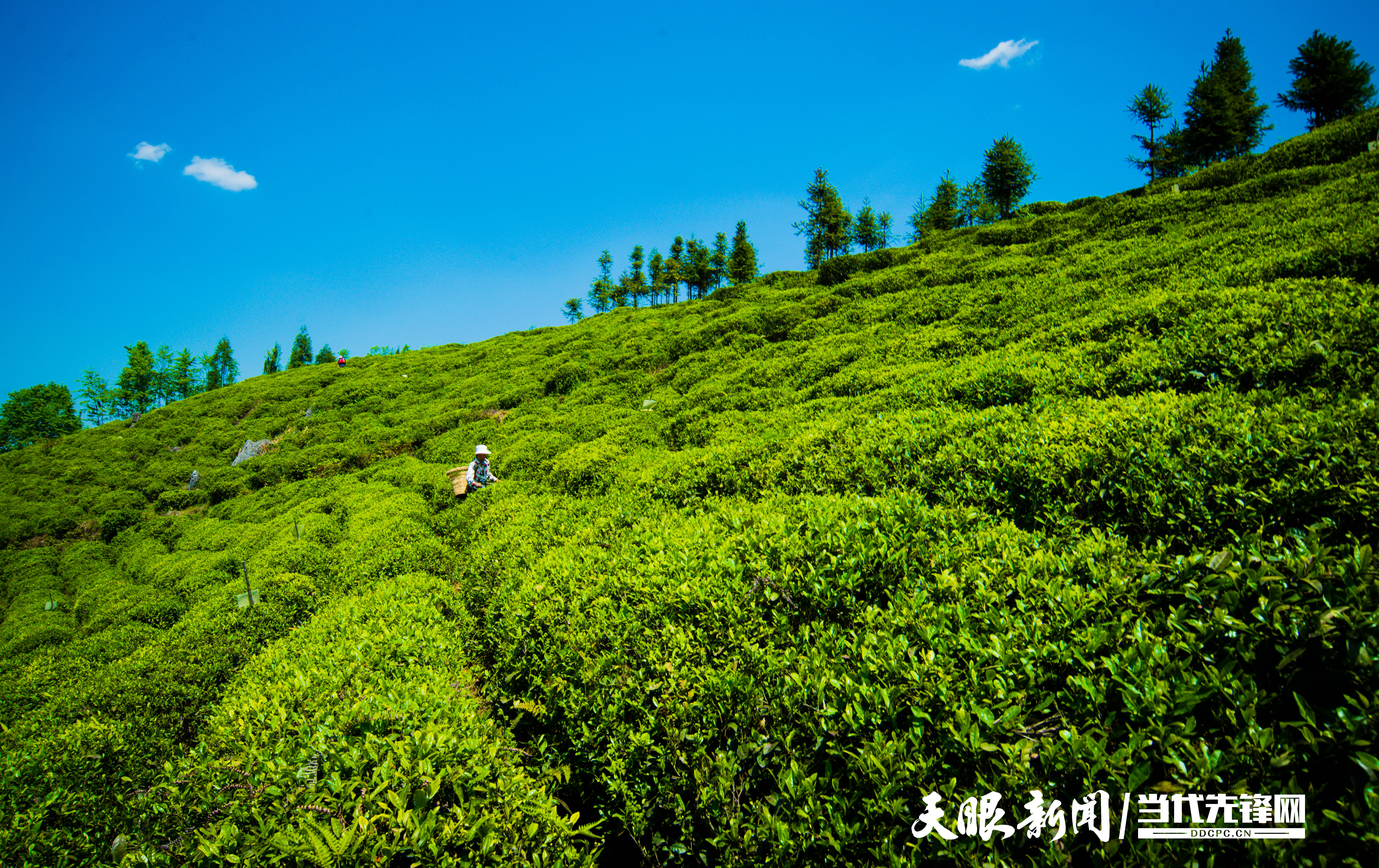 普定万亩高山茶园撑起一座白茶小镇