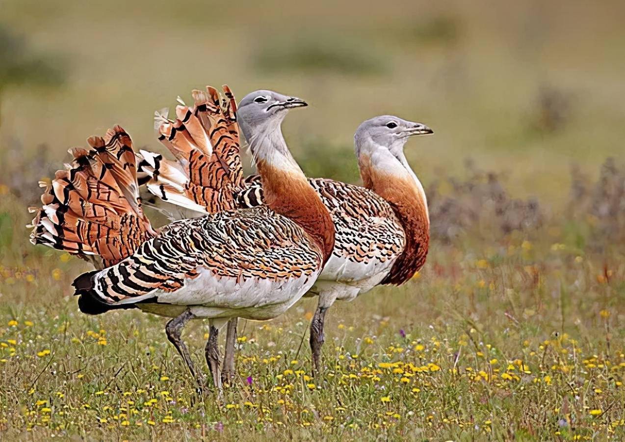 大鸨(bǎo)年年见!