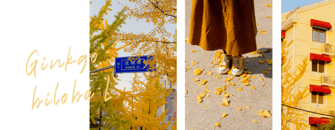 LOOK | 看！上海的银杏黄遍了