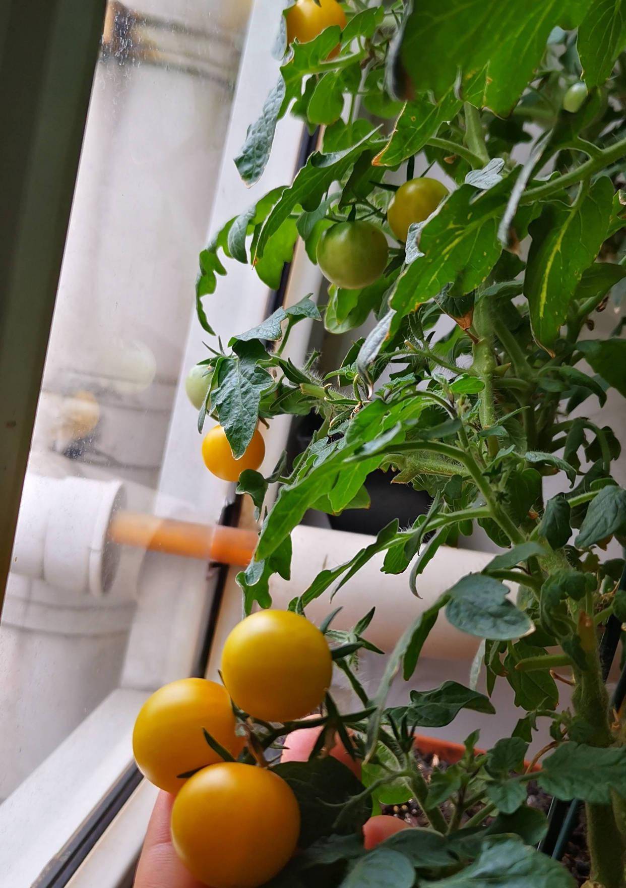 胡萝卜叶子怎么吃好吃 1eabacde93bc44a78dff983048451b9c.jpeg