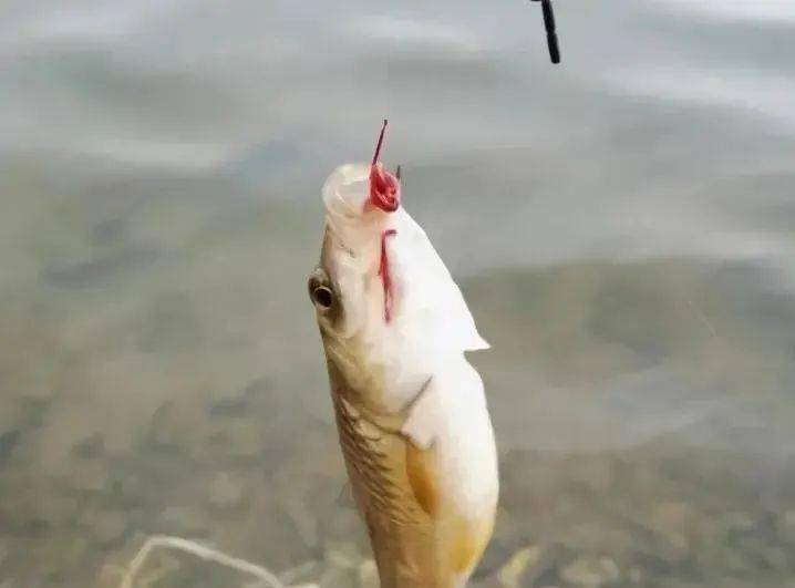 鱼多大可以喂红虫 5679e9d8e3ed460b97af7211d90e38d2.jpeg