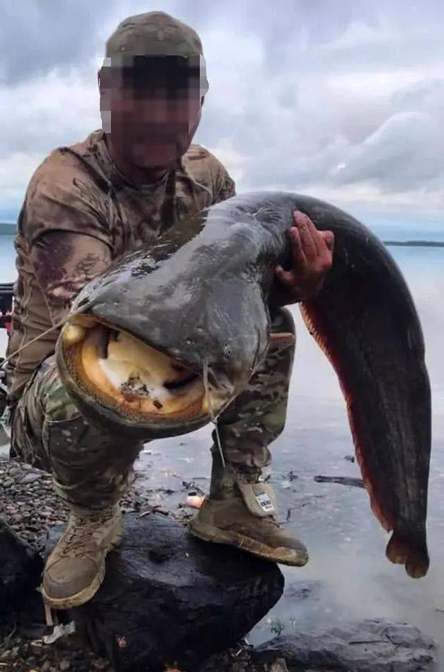 黑龙江凶猛的大型肉食鱼怀头鲶 用路亚钓法擒上岸 鲶鱼 亮片 竿子