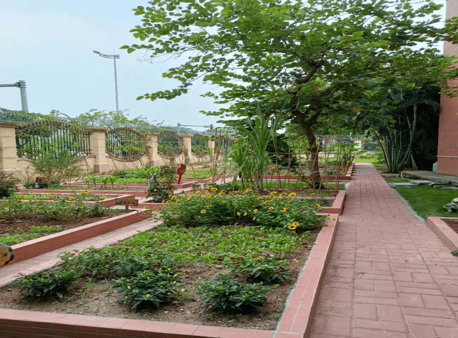 石楼这些学校入围广州市最美城市小菜园评选快为它们投票