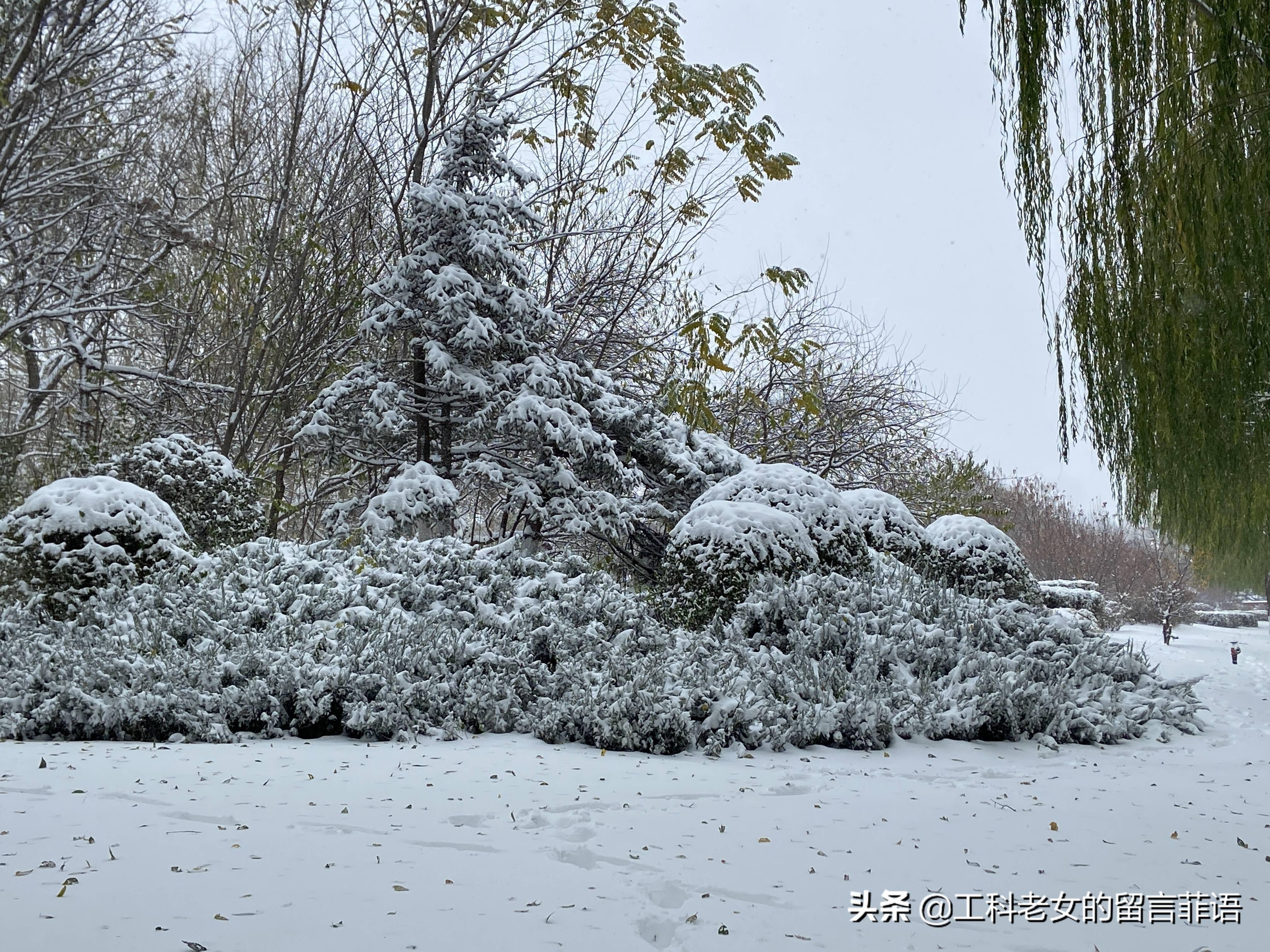 风雪中的松柏树图片图片
