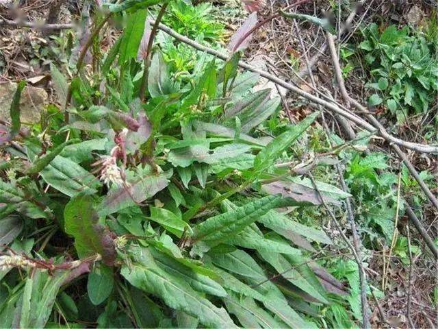 这种野草俗称山大王比醋还酸可治大便困难常被大家忽略