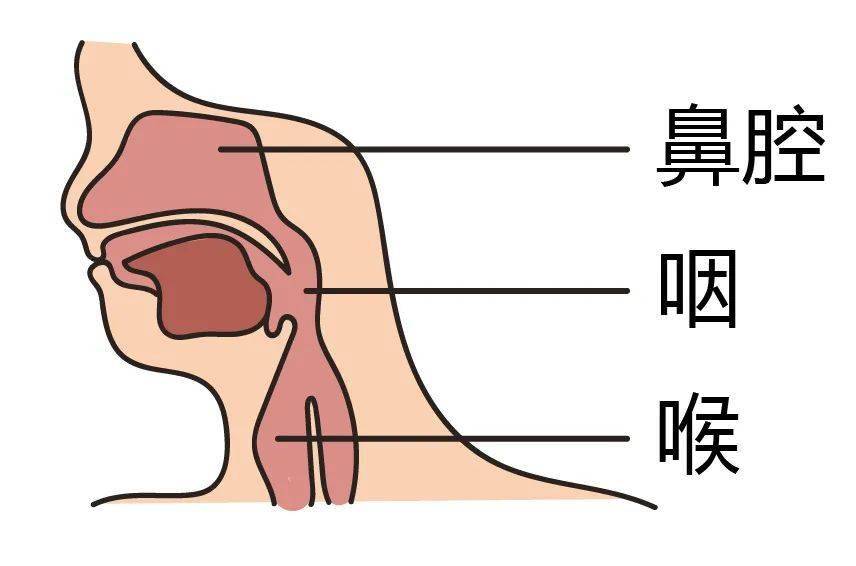 喉咙的器官分布图图片