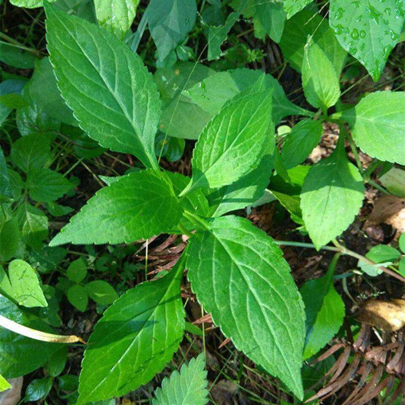 每日中药——败酱草_甘松_鱼腥草_功效