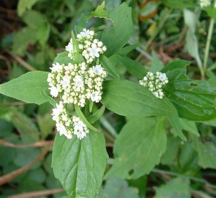 败酱草真实图片