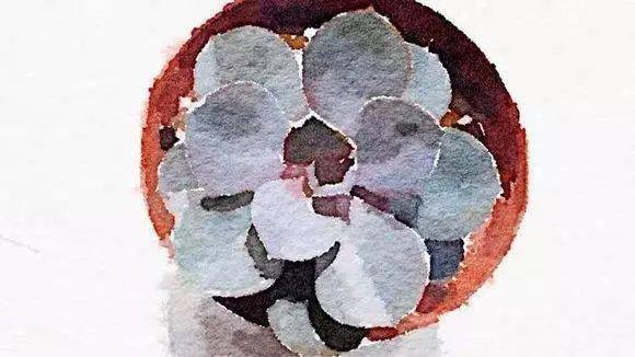 多肉叶插全过程教程 4855ceabd82d4c53858cda694e1fefe3.jpeg