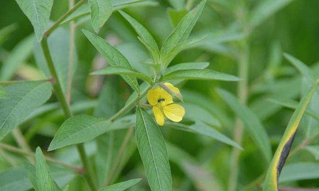 此物俗称"草龙",是治口腔溃疡"特效药",路边就有,需要带走