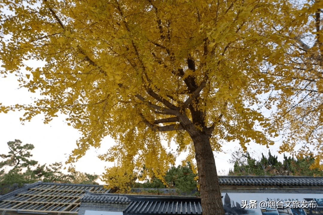 冬雨|蓬莱阁，叶，叶，叶，叶，yeah！