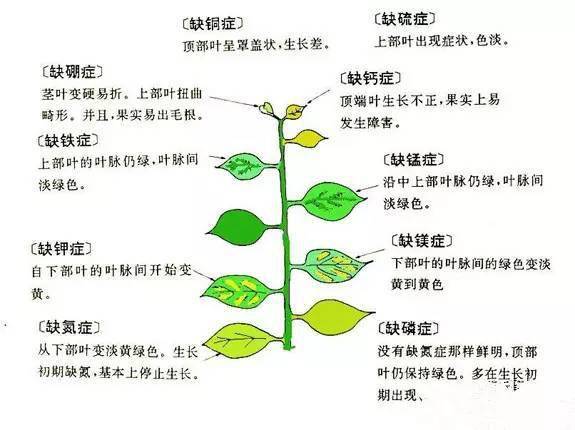 植物缺素口诀图片