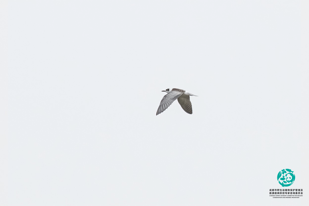 鴴,鷸,鶥,鷚,鵐,鶇……成都新增10種野生鳥類記錄_保護_邛崍市_動植物