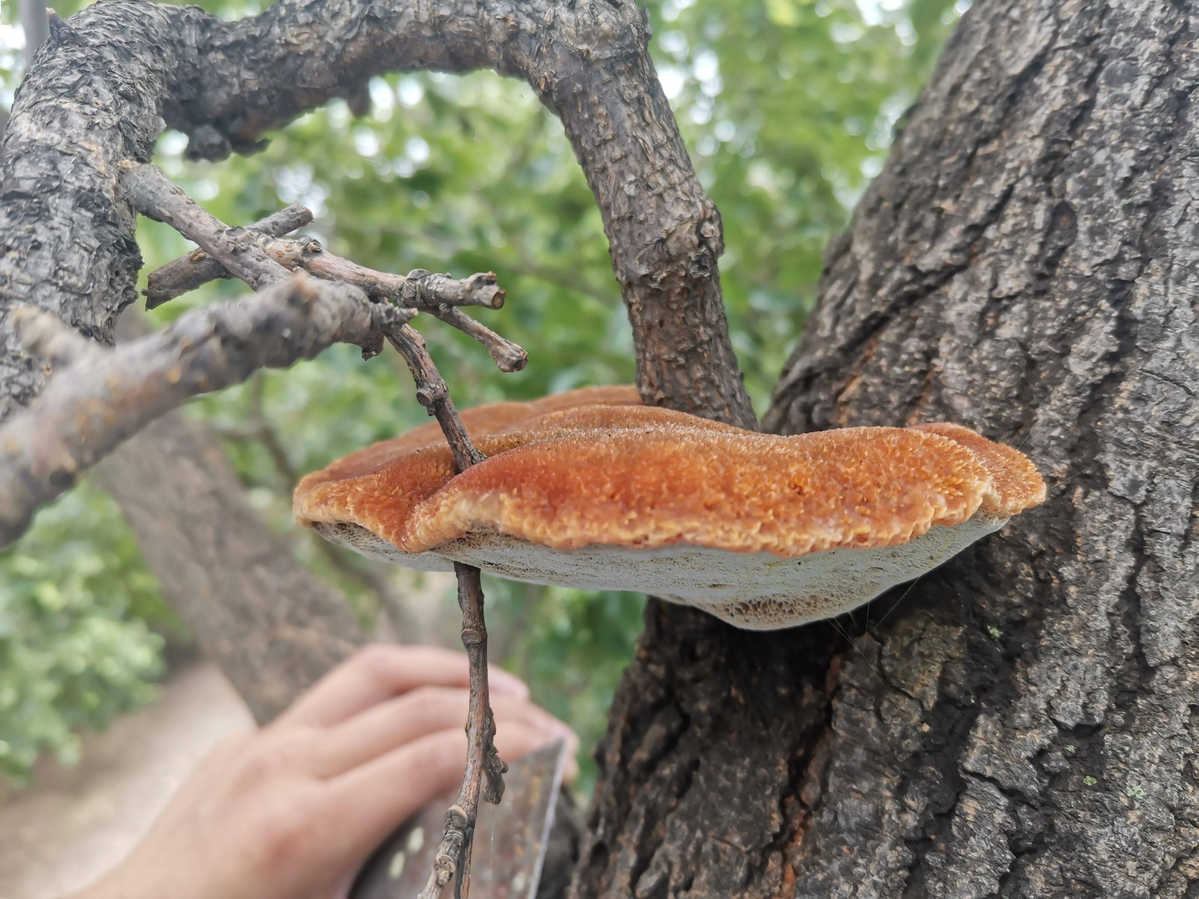 冬季养生首选桑黄