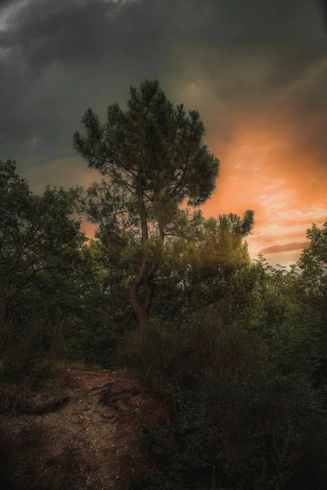 七言|祝你百毒不侵