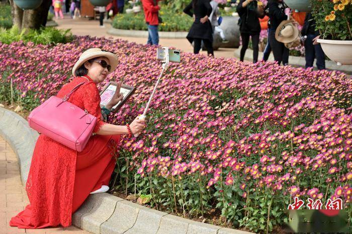 菊花|8万盆菊花亮相广西南宁引游人