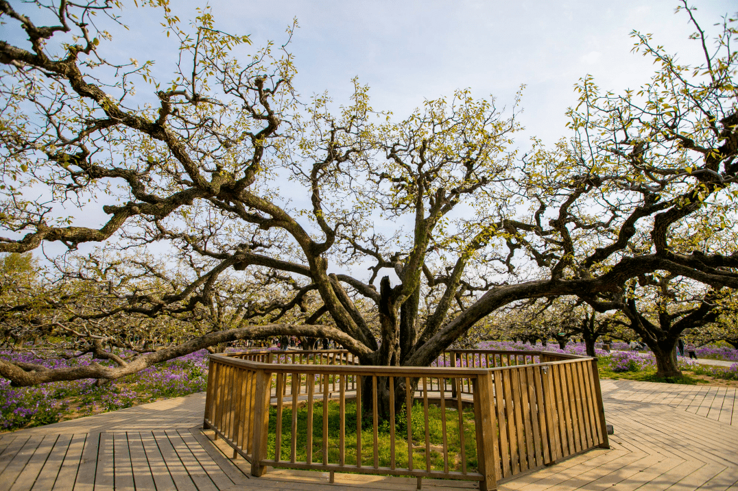 梨树_中国_文化