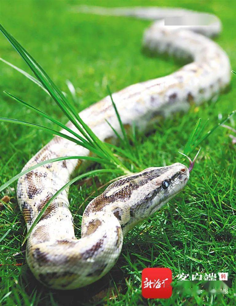 是"大胃王"也是"社恐" ,这或许是你不了解的大蟒蛇_猎物_爬行动物