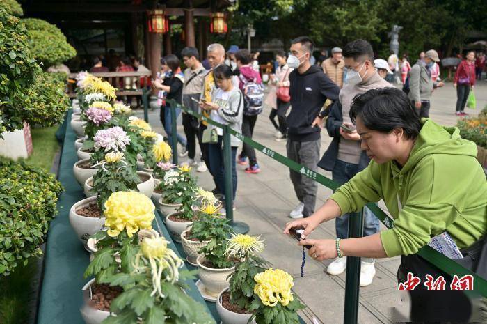 菊花|8万盆菊花亮相广西南宁引游人