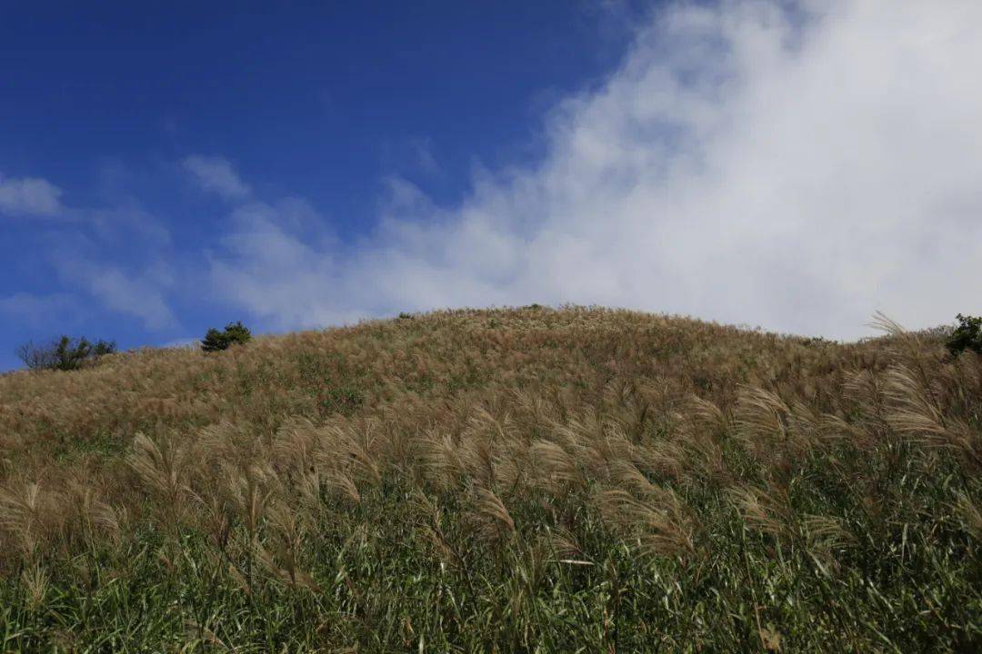 6非週末活動 | 穿越惠東大南山草坡精華段,邂逅漫山遍野的芒草花,讓你