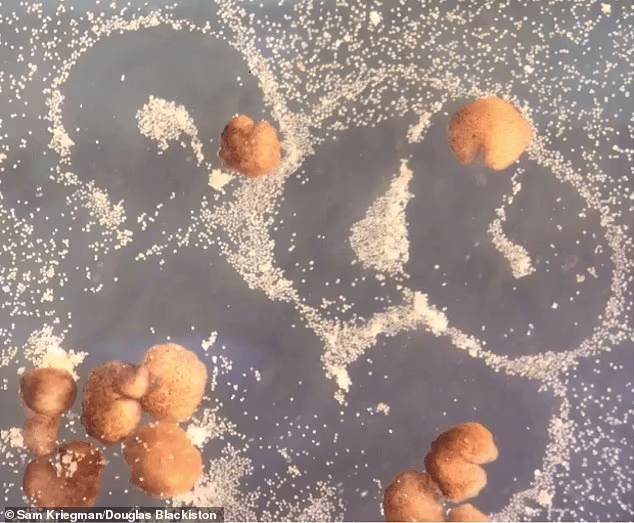 美科学家用干细胞研制出史上第一款可以繁殖的微型活体机器人