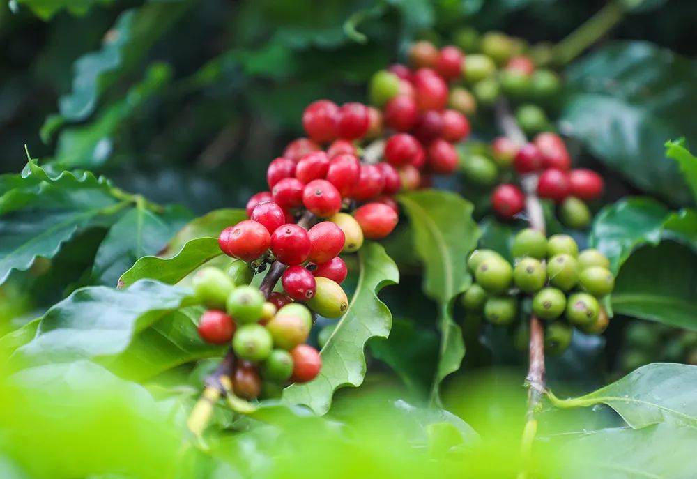 咖啡红了山野树林的味道来了