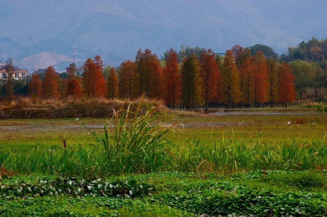 季节|宁波这地方又双叒叕刷屏了！这个季节，美得像画卷~