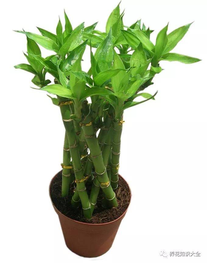 这几种似竹非竹的植物,寓意美好,非常适合放在室内观赏,特别美!