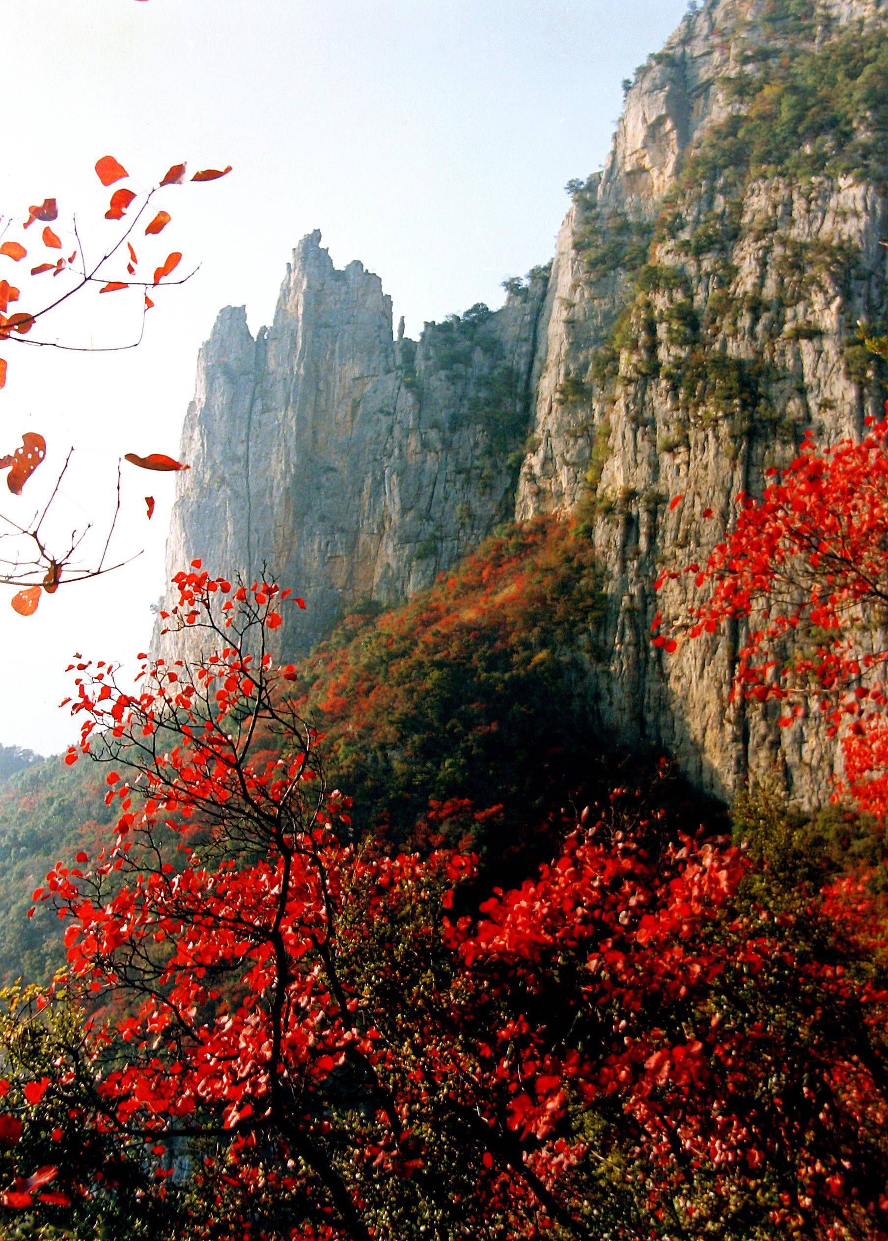 大美巫山:满山红叶似彩霞 彩霞年年映三峡