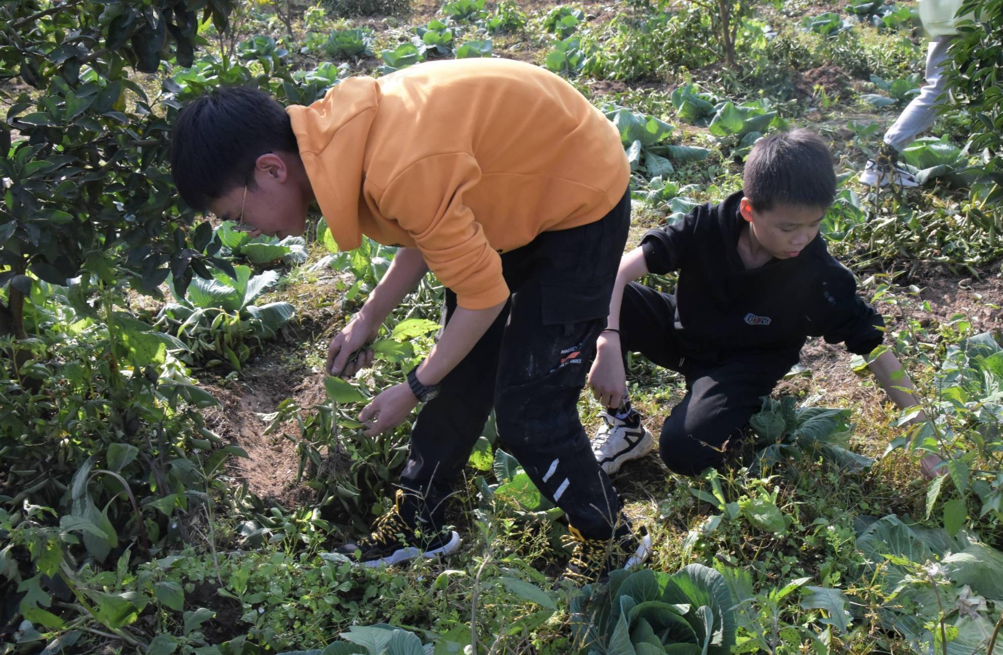 罗伟强|城南初级中学：劳动励心智 实践促成长