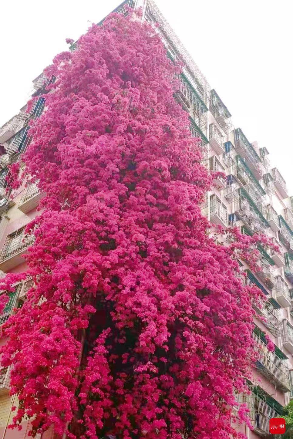 粉色|与自然共生：广东这两座城藏着巨型粉色“鲜花瀑布”