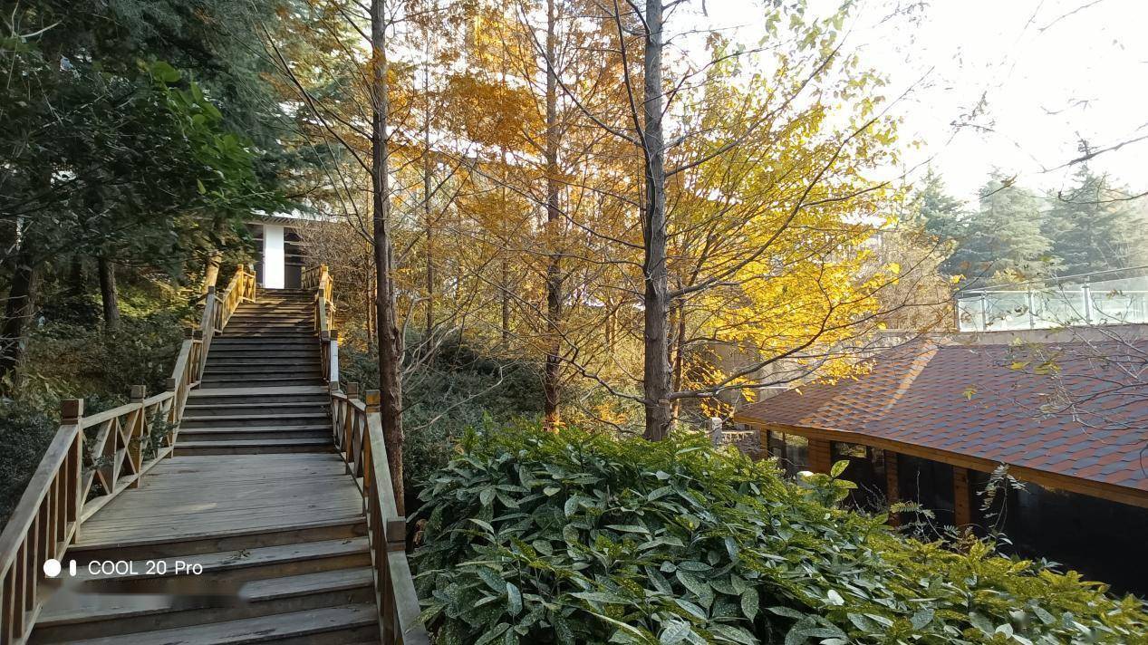 【IT之家评测室】酷派 COOL 20 Pro 评测：另辟蹊径的老朋友