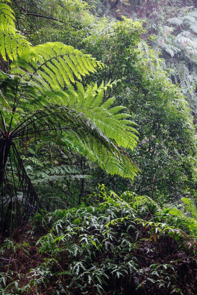 桫椤大峡谷,藏在乐山山谷里的神仙峡谷,实在是太美了