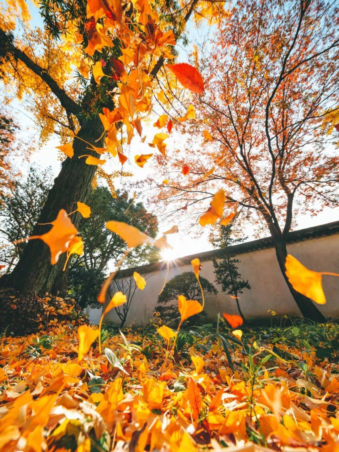 叶落,情起,姑苏梦