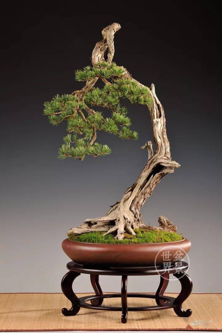 枯干,凸显老态_盆景_willy_诺朗德斯