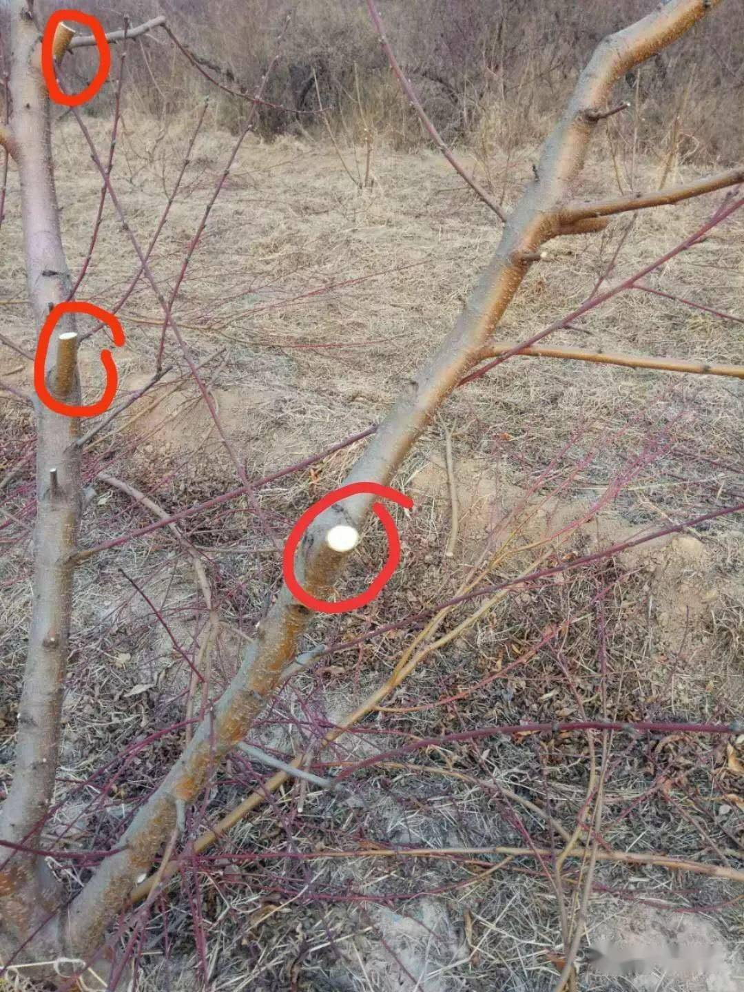 修剪桃树冬季修剪见图支招修正错误