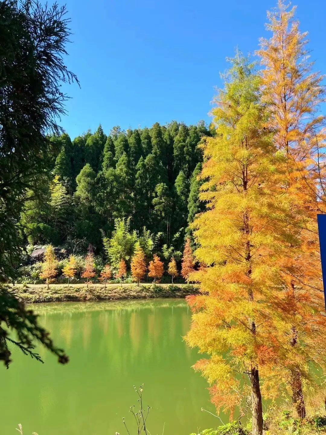 近日非常火的网红景点鹿湖顶游人如织塞车严重今天上山道路上锁了