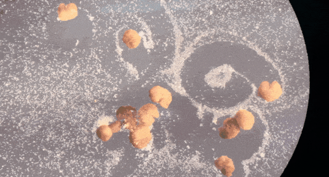 机器人可以自己“生孩子”了？它算是生物体吗？专家解读