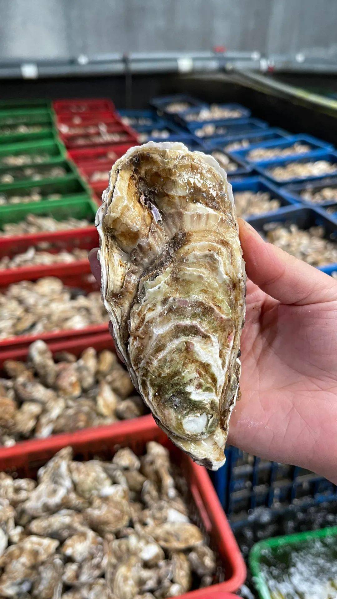 乳山牡蛎肥啦!(三倍体)4-5两规格 仅需84.