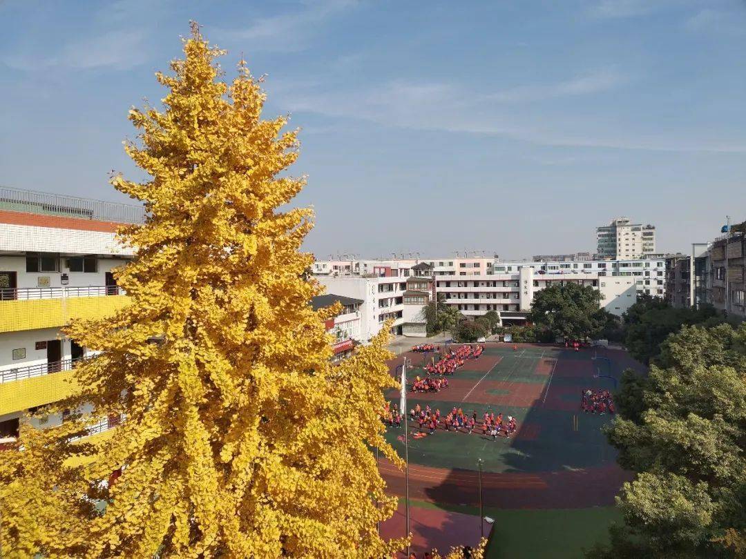 我见过最美的银杏,在双流校园._小学_幼儿园_实验校