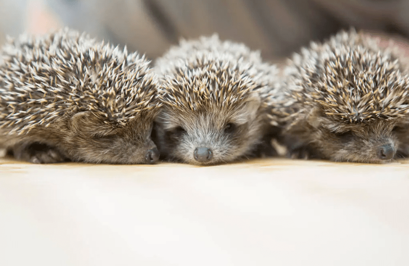 惊人的刺猬法则和任何人走得太近都是一场灾难