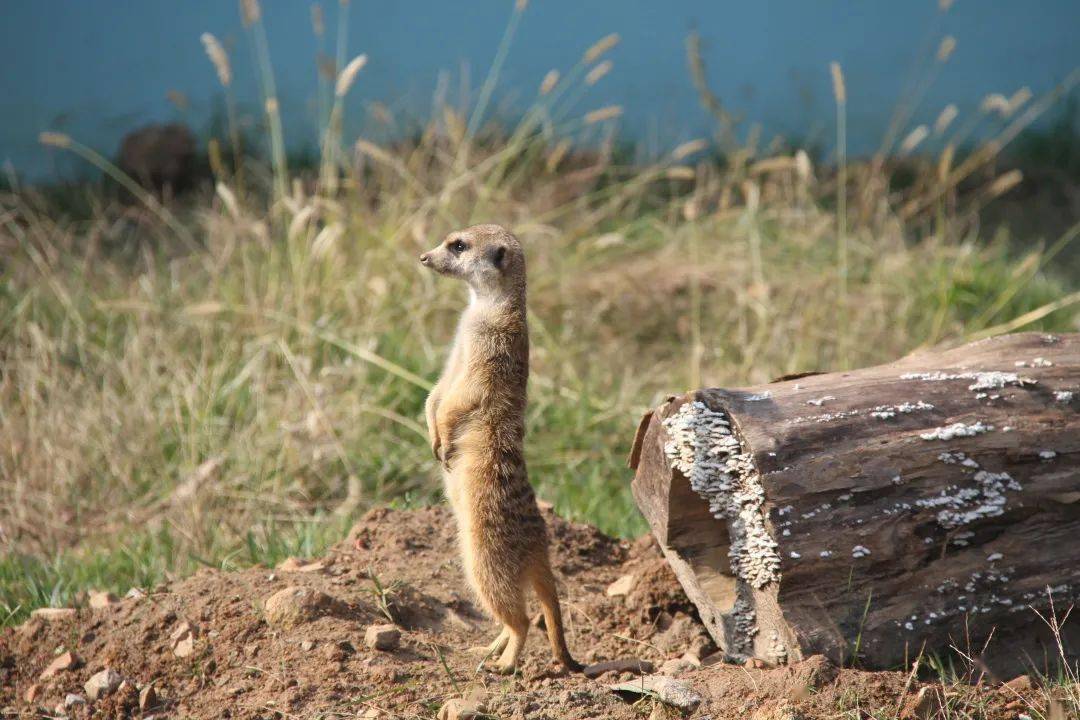 童年回忆系列——爱说"哈库拉玛塔塔"的细尾獴!_草原_动物园_乐园