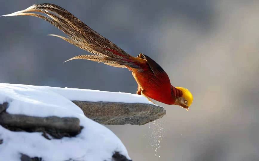 河南三门峡甘山:红腹锦鸡踏雪起舞_张明云_地区_白雪笼