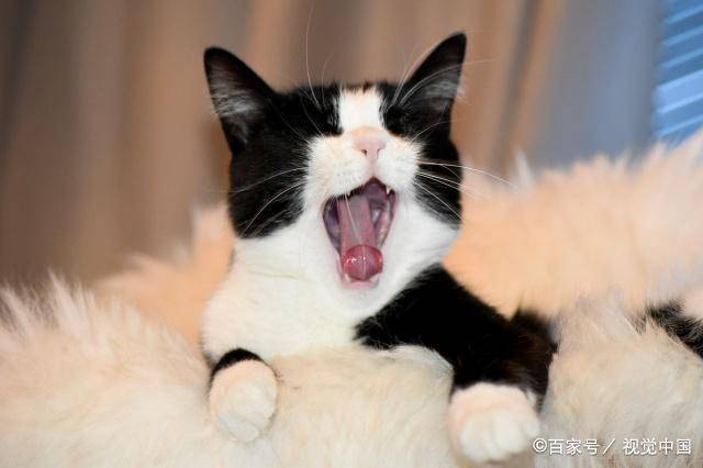 猫咪发出咕噜声,不止是开心那么简单,还有另外两个重要意思