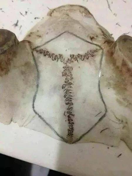 用梅花鹿天灵盖做的工艺品被很多人追逐你能接受