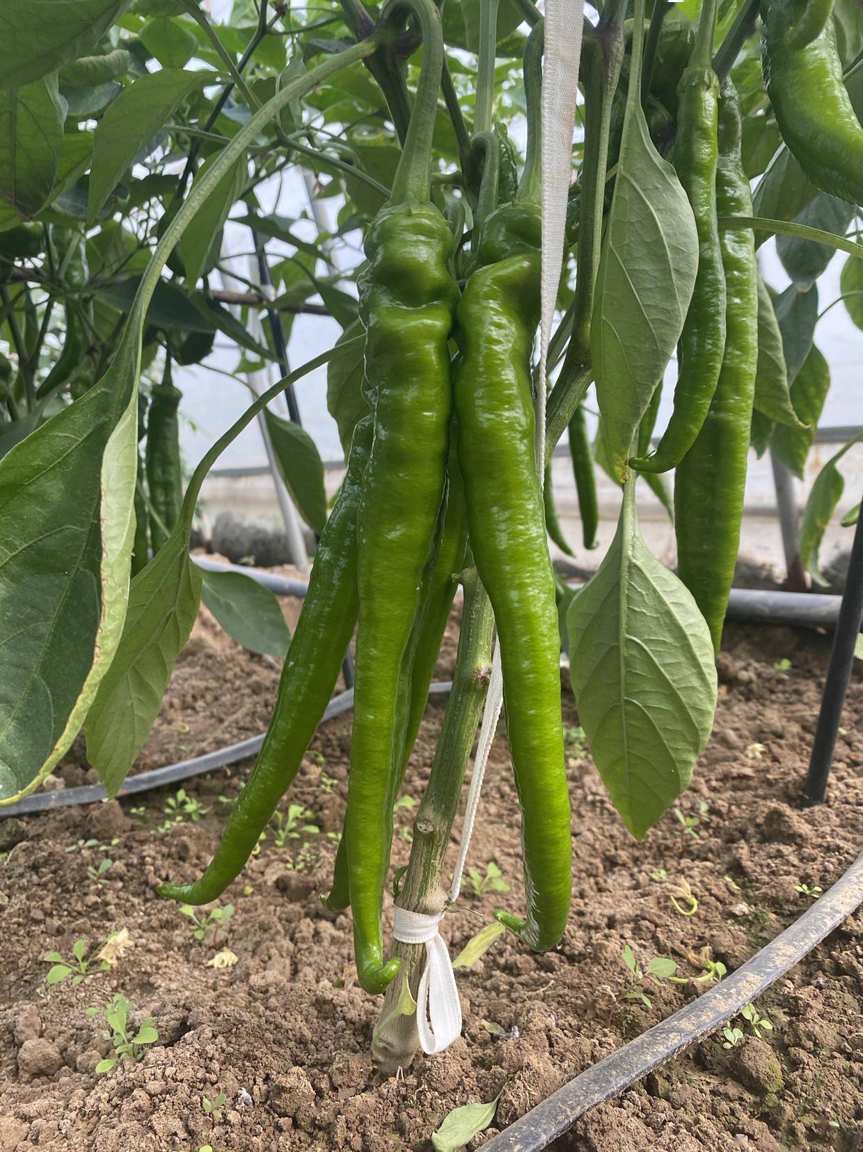 味道鲜辣的软皮羊角椒品种!产量高,抗病性好,种植简单_辣椒_口感_果长