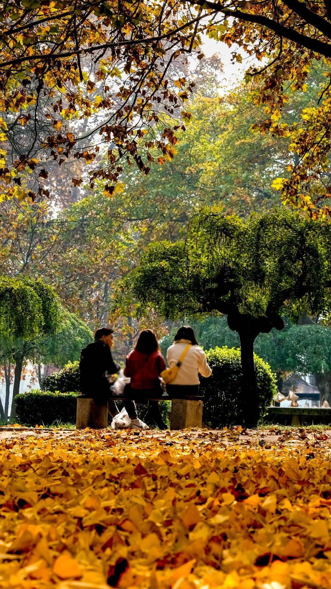 走進銀杏林深處撿拾最美落葉,尋訪明代八角石亭~_渭濱公園_古渡公園