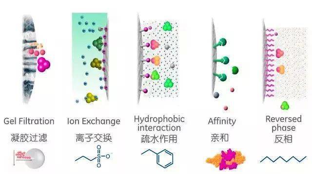 各種蛋白質純化方法快速掌握